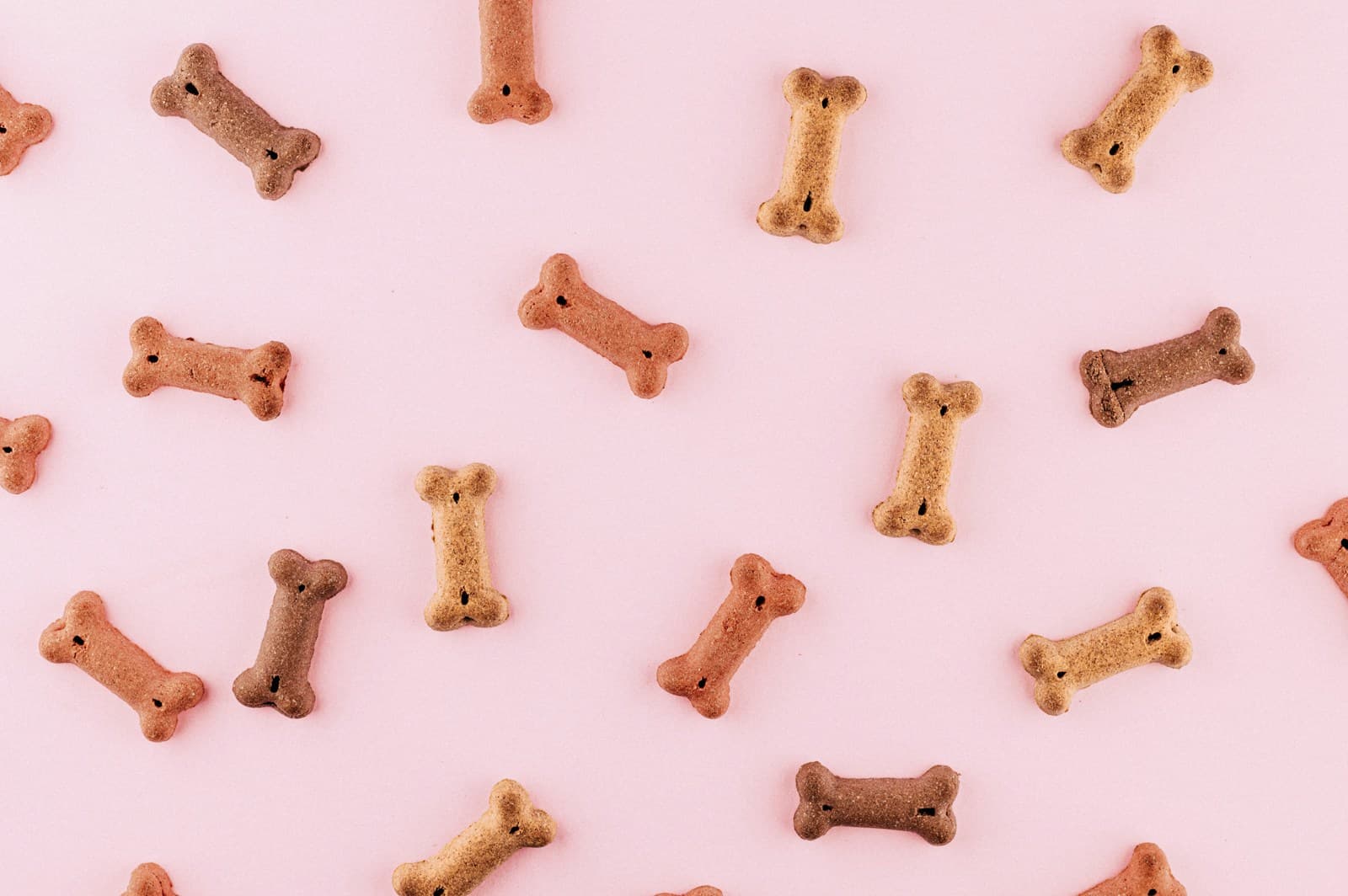 From Bowl to Brand: Elevate Pet Organic Food Sales with Shopify